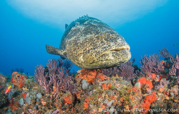 Palm Beach Scuba Diving 