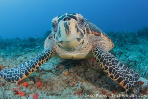 Palm Beach Scuba Diving 